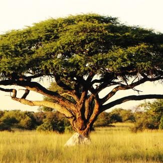 image-undefined